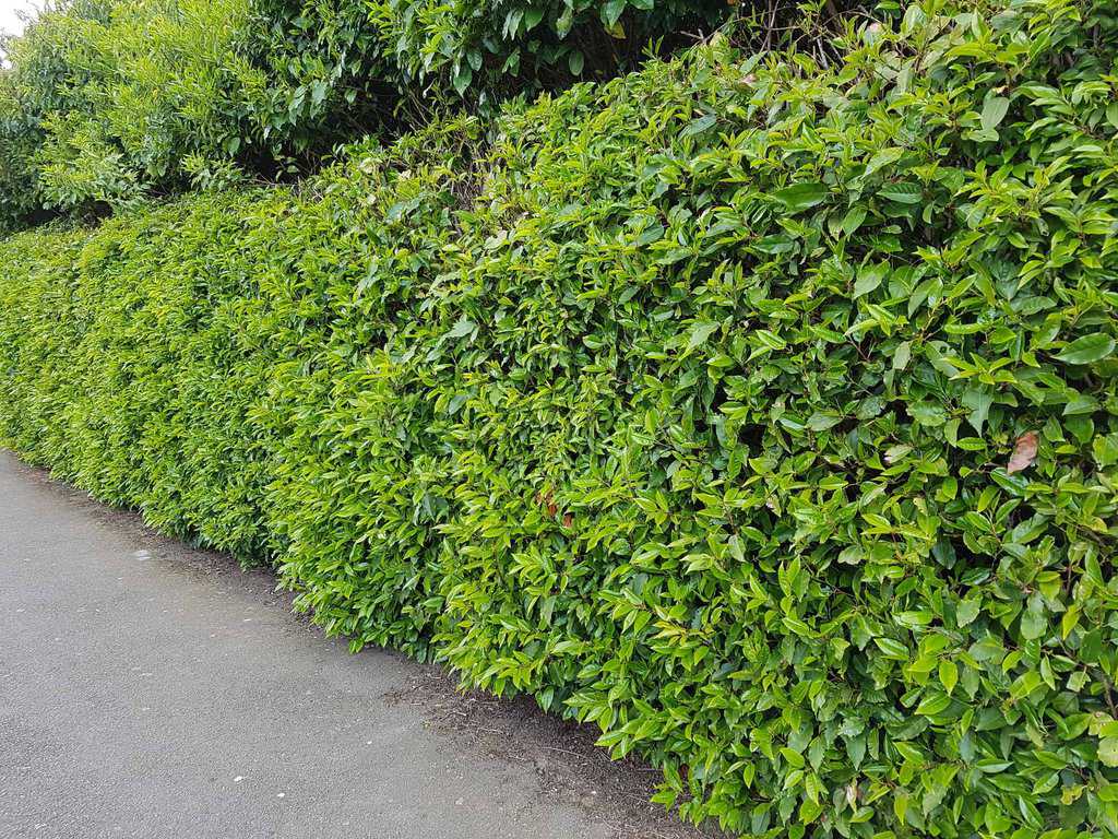 Prunus lusitanica 60-80 cm